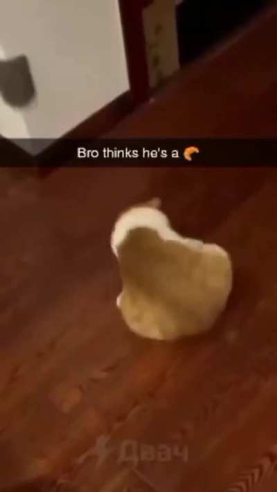 Bro thinks he’s a rolypoly