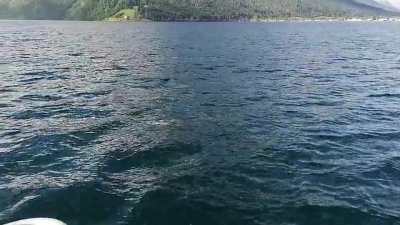 A herd of White-beaked dolphin visiting our fjord in Norway.
