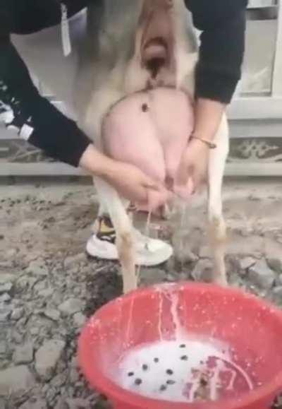 thanks i hate milktea