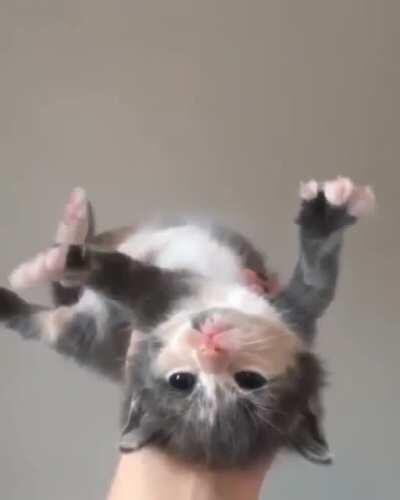 iNNoCeNt spACe KiTTeN fuCkiNg JETTiS0Ned 0uT tHe AiRL0cK