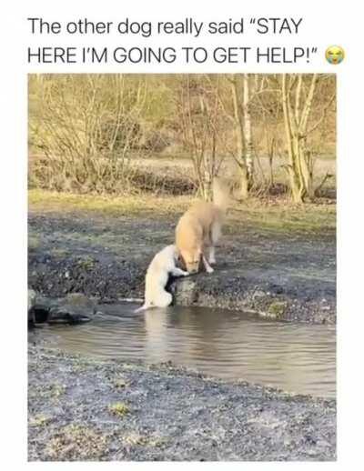 Just let the dogs help each other