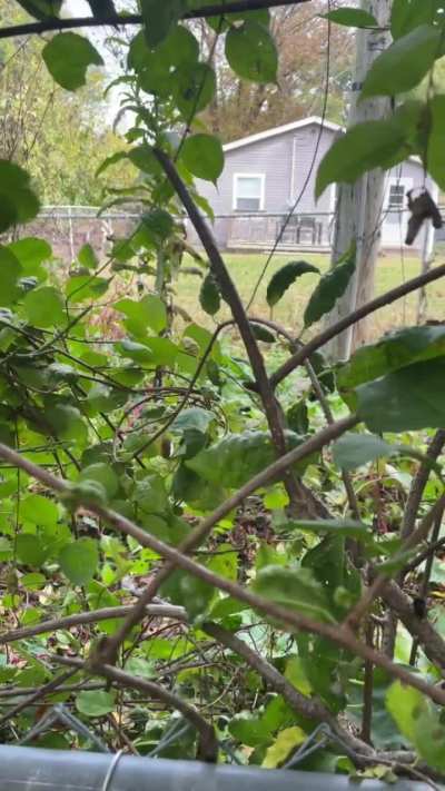 what is this is it a bird?