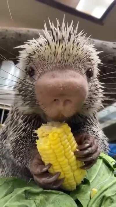 A baby porcupine is known as a porcupette