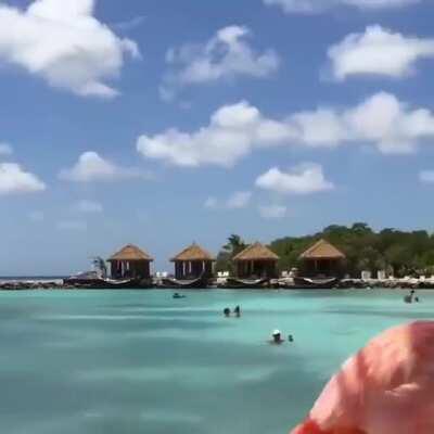 A lovely parade of Flamingos in Aruba.