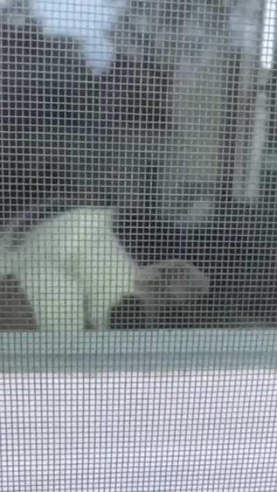 Startled thru the screen