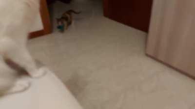 Uhm, seems like my new convict is a retriever in disguise... Longer sentence to her!