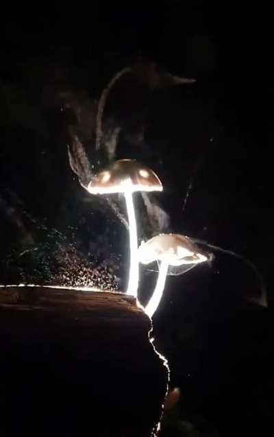 thought this might get some appreciation here...