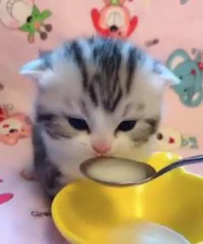 Smol cat is hungry