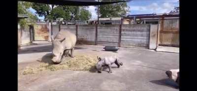 New Zealand’s newest baby rhino has been officially diagnosed with a serious case of the Zoomies.