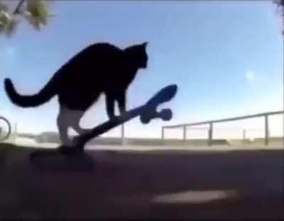 I don't have a skirt, but I do have an interesting video of a cat