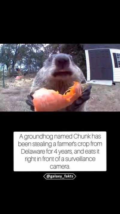 Even Delaware's animals know that the citizens are bitches and they ain't gon' do shit.