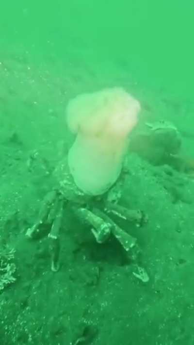 🔥 A Masking crab wearing a Sea anemone like a chef’s hat