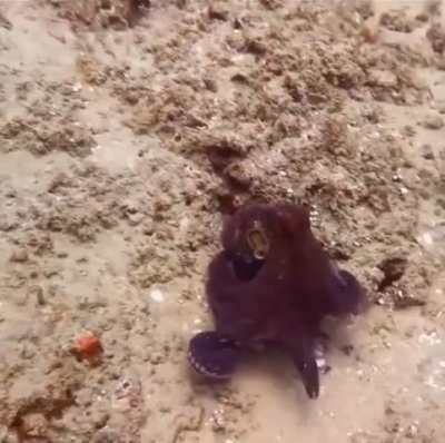 Octopus goes invisible in seconds