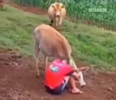 This farmer is sad, and first, dogs try to cheer him. When they can't, they call cows & donkeys