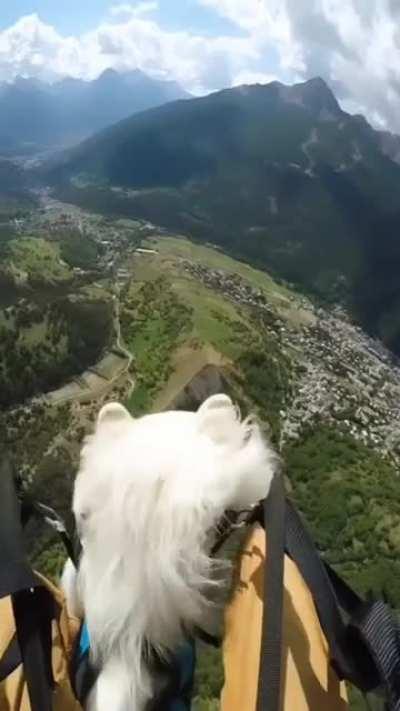 Собакен на выгуле