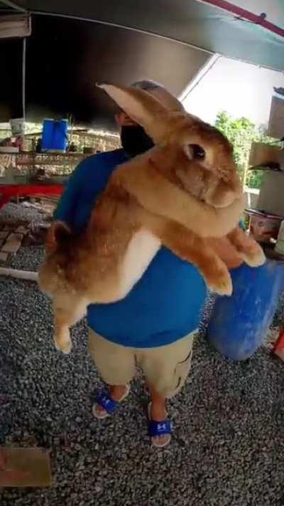 Absolute hopper! The small one is 7 days old and in around 7 months it'll turn into an absolute unit as well