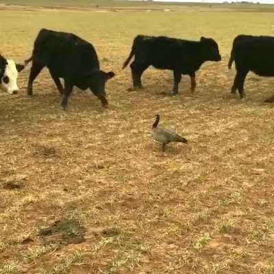 Cows trying to scare canada goose