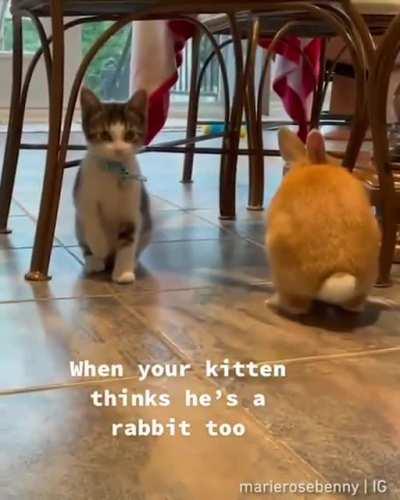 Kitten.exe has stopped...