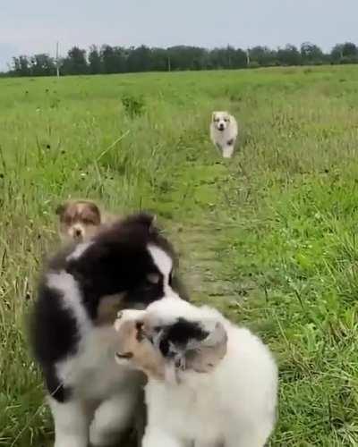 An dog may hid another dog