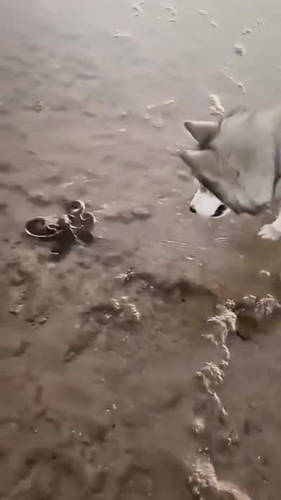 Octopus using water as a defence strategy