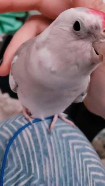 My lil squeaky toy, Squeegee