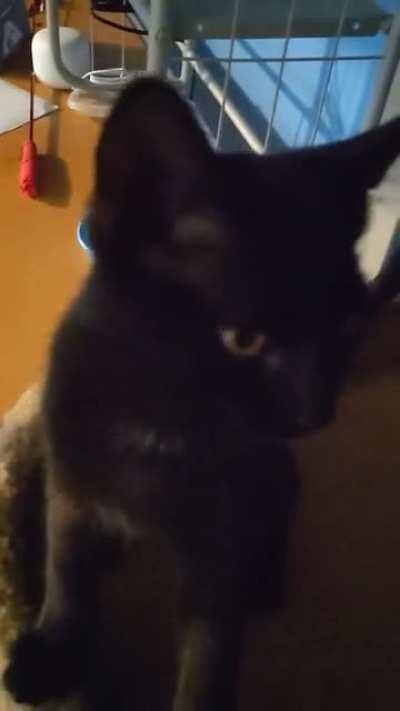 Our newest kitty is a talker it seems.