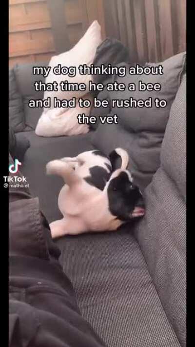 I feel bad for this puppy who ate a bee