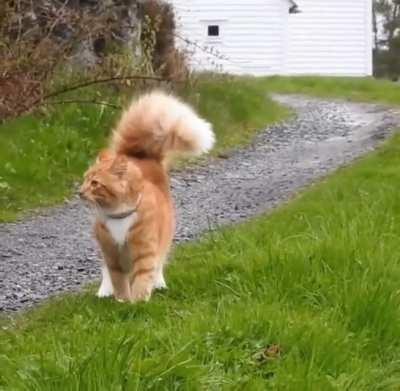 Ноги, крылья… Главное - хвост!