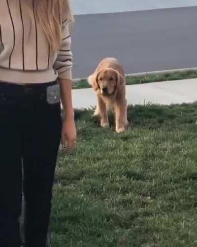 When Golden feels like a Tiger