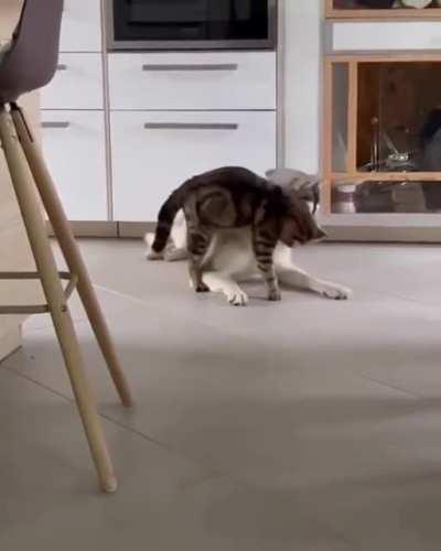 Ninja cat strikes again!!