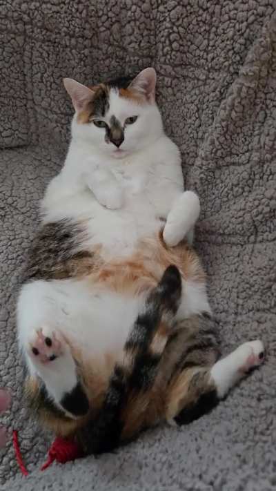 Belly scritches, pretty please?