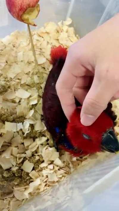 Meet this baby female eclectus!