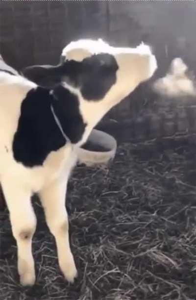 Calf sees breath for the first time.