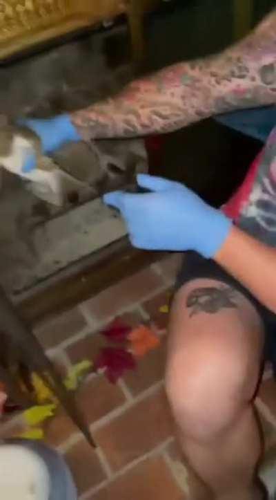 Grabbing a squirrel with thin rubber gloves