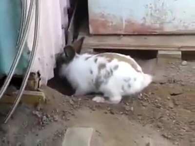 A rabbit sensing a kitten desperately needs his help so he gets right to work