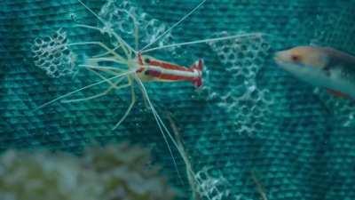 Intraspecific conflict is incredibly well documented in Mosasaurs, with both healed and lethal injuries found on their bones with no signs of cannibalism.