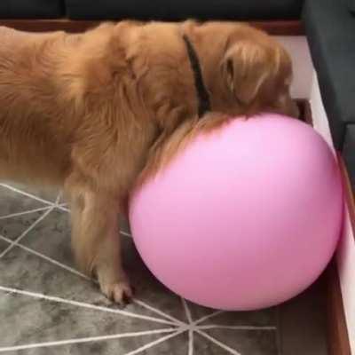 Just a Golden having a good time