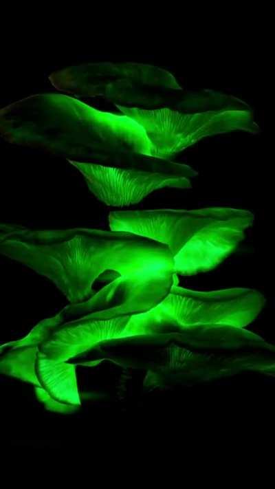 EDM mushrooms curated for insect curiosity only