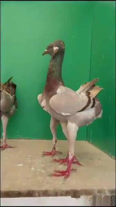 Not even Darwin dared so much.