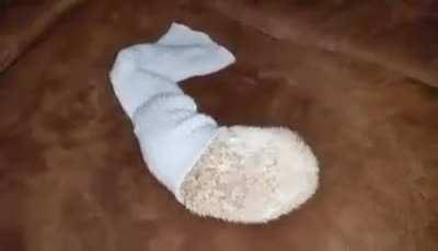 This hedgehog was named Fifi and loved socks. I shot this 7 years ago and it still makes me smile every time.