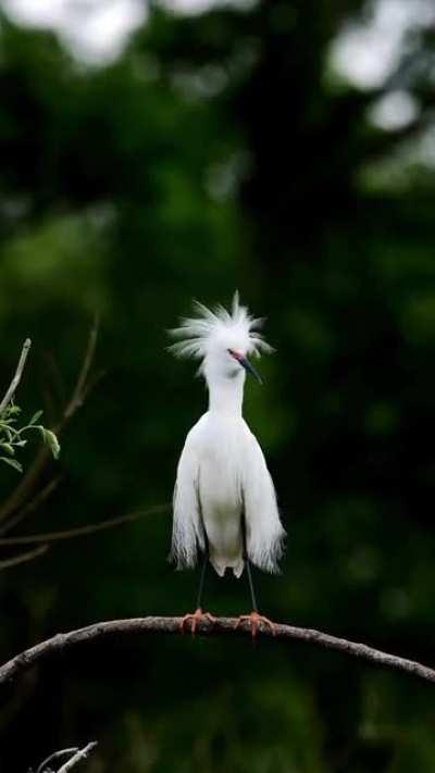 Снежная цапля: Эти птицы известны своими ярко окрашенными ногами, которые слегка меняют цвет по мере взросления