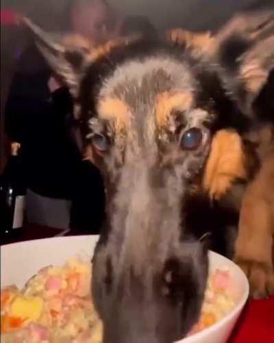 alfa when he sees mac n cheese🧀