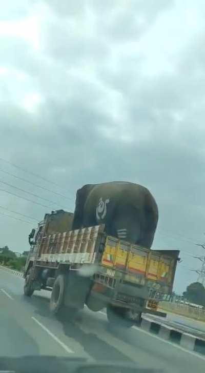 An elephant transported on a truck.