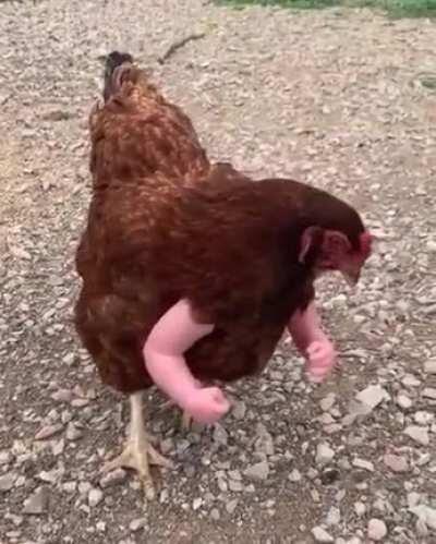 meia hora de soco com a galinha