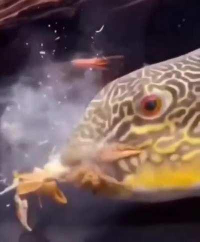 This is a leak of the last episode of SpongeBob.