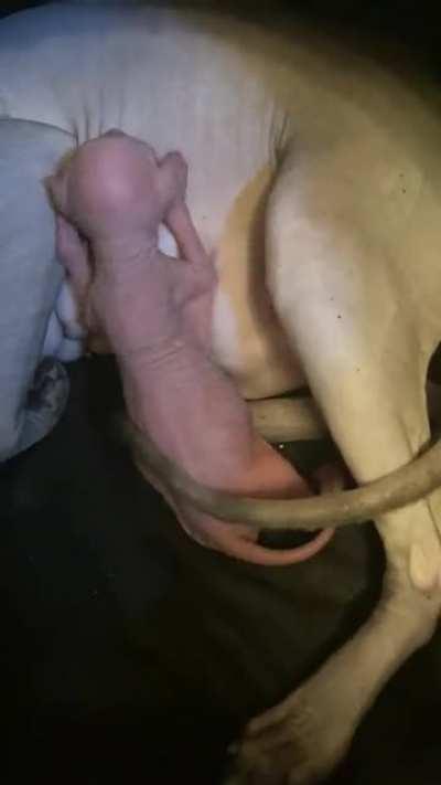 My cat made a smaller cat.