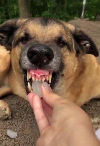 Food is the key to conflict resolution. On a hot day like this, you need an ice cube