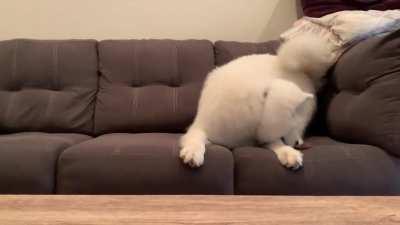 Wait for the fox pounce 🦊