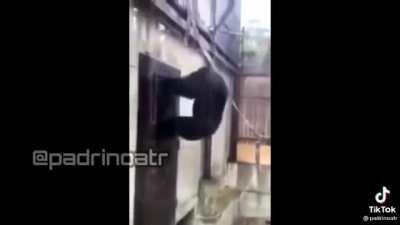 Elm cuando ve a Reve quitarse la camiseta en el cuadrilátero 😈