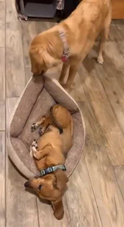 What do you do when you want to lie down, but your friend wants to have fun?